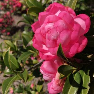 Meet your Posher, Kylee